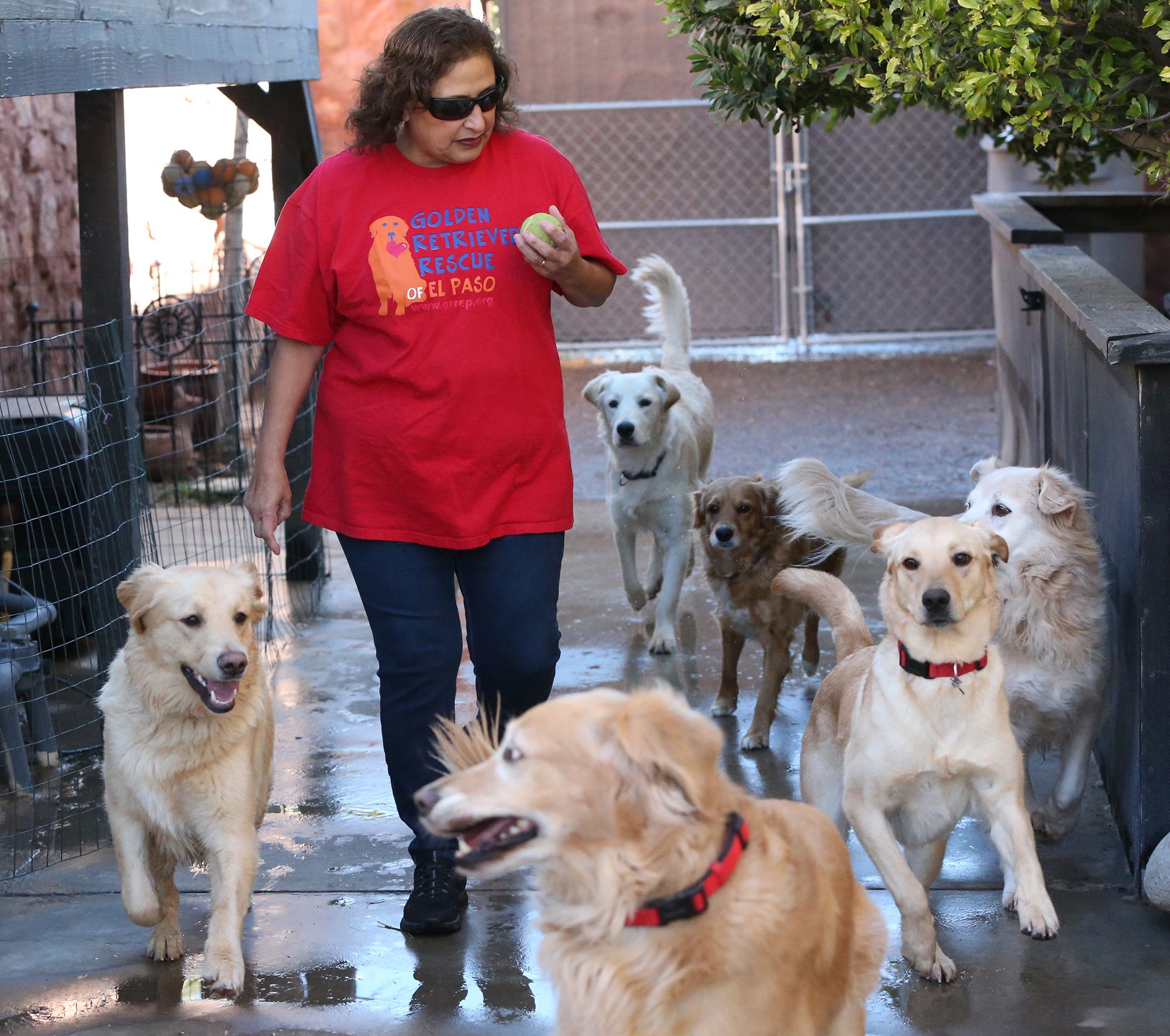 golden retriever rescue midlands